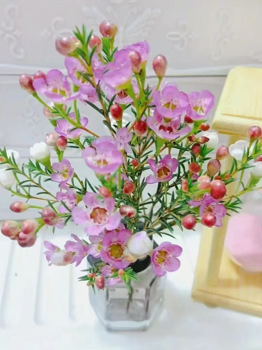 腊梅1把
